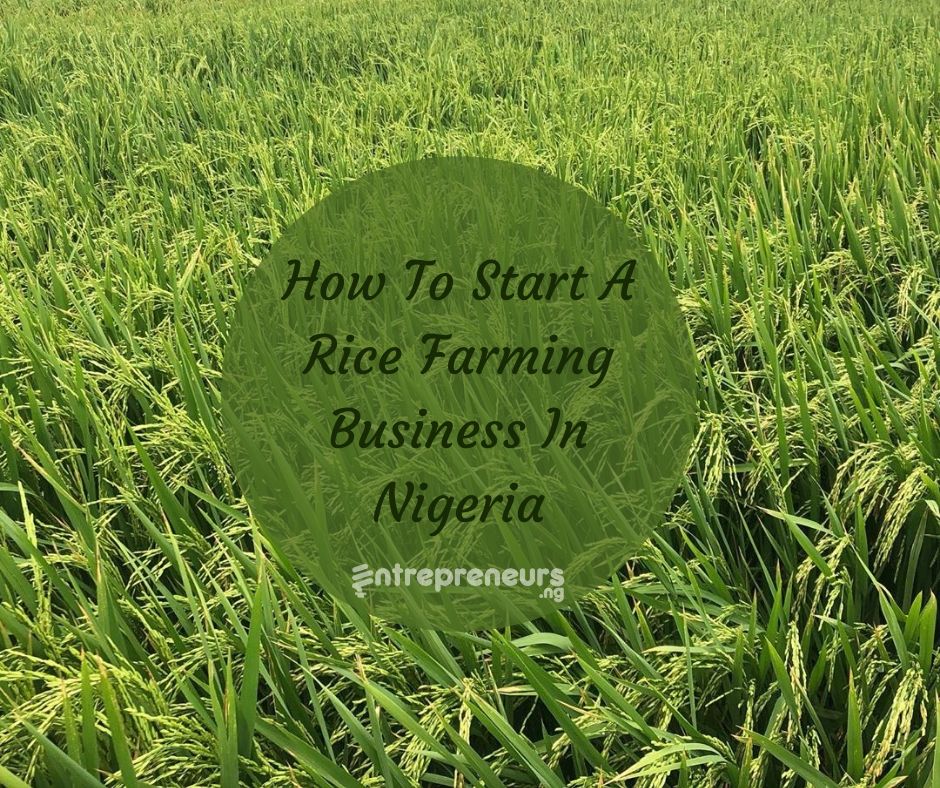 how to write a business plan on rice farming
